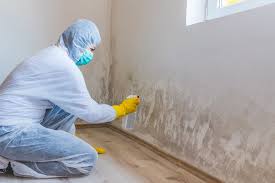 Trusted Wood Dale, IL Mold Removal Services Experts