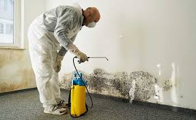 Mold Remediation for Rental Properties in Wood Dale, IL