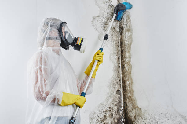 Mold Odor Removal Services in Wood Dale, IL